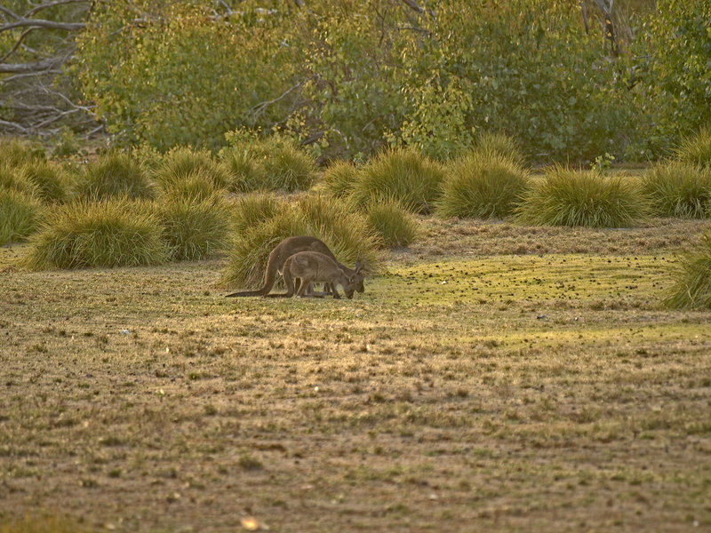 Kangaroo Island, Kangaroo